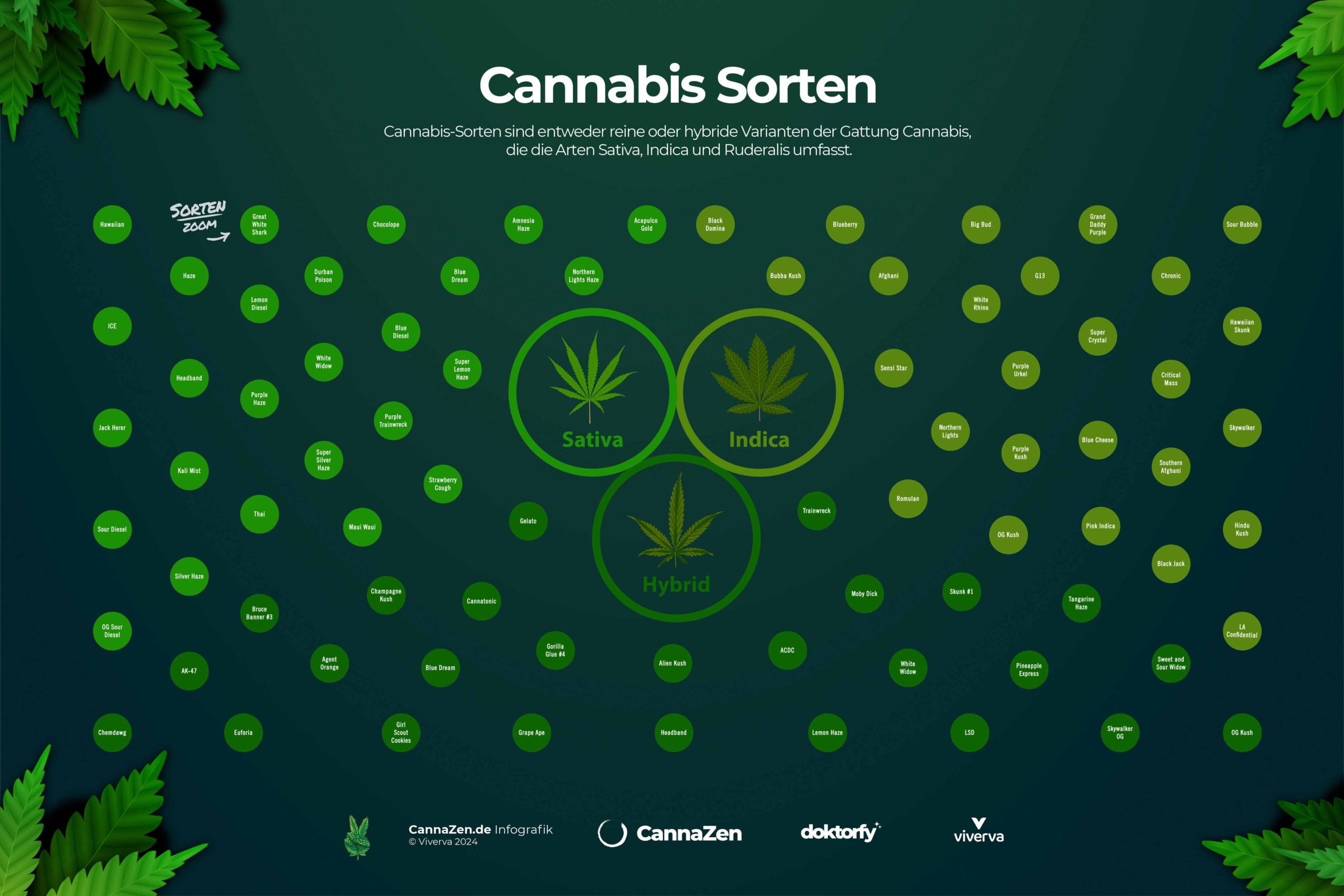 Cannabis Sorten: Indica, Sativa & Hybrid - Unterschiede, Wirkung, Übersicht