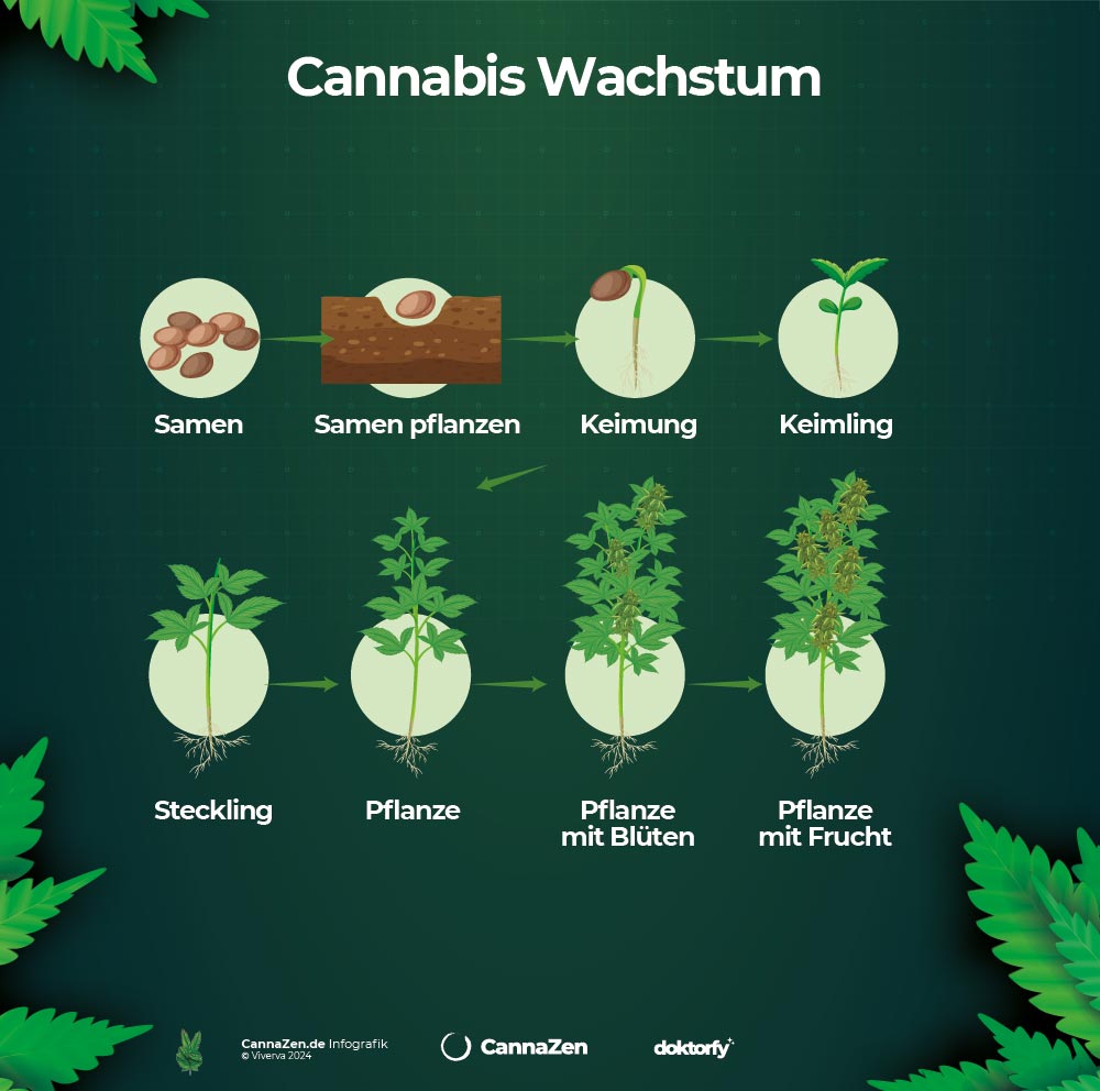 Cannabis Wachstum: Von der Keimung bis zur Ernte - Alle Phasen erklärt